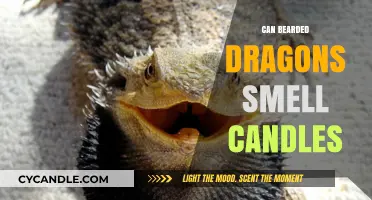 Can Bearded Dragons Smell Candles? Exploring Their Scent Sensitivity