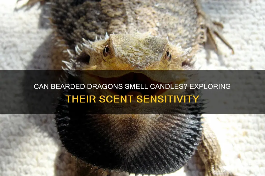 can bearded dragons smell candles