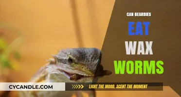Can Beardies Eat Wax Worms? A Complete Guide for Owners