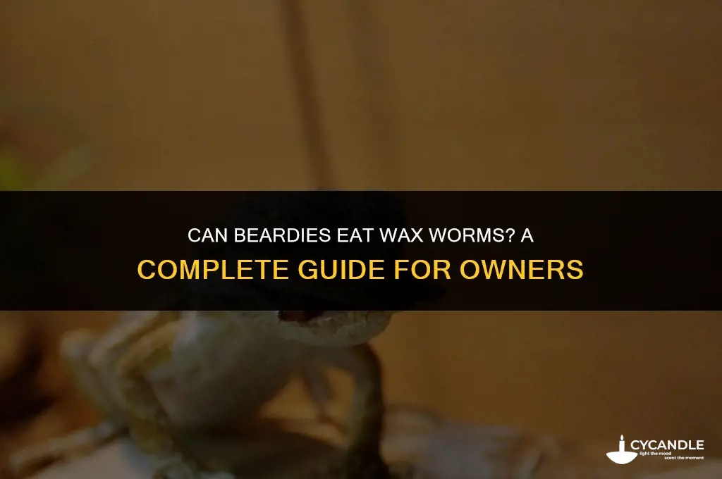 can beardies eat wax worms