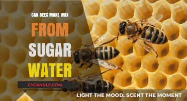 Can Bees Produce Wax from Sugar Water? Unveiling the Sweet Truth
