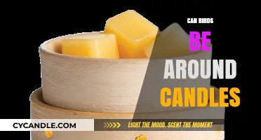 Can Birds Safely Be Around Candles? Tips and Precautions