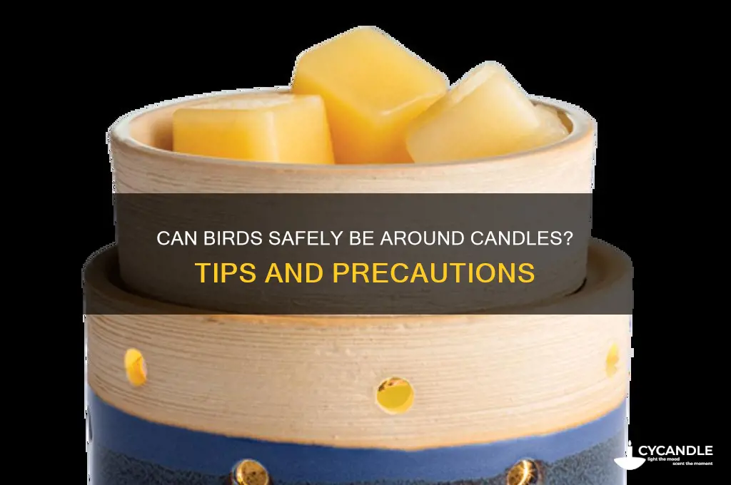 can birds be around candles