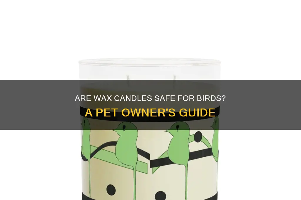 can birds be around wax candles