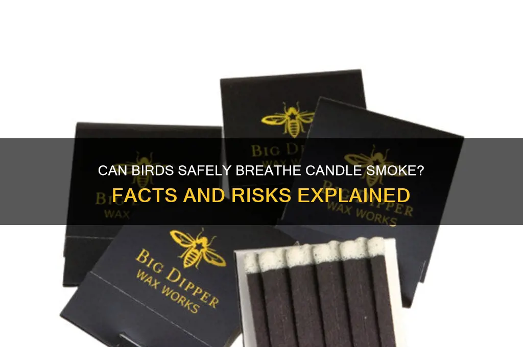 can birds breathe smoke from a candle