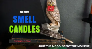 Can Birds Smell Candles? Unraveling the Mystery of Avian Senses