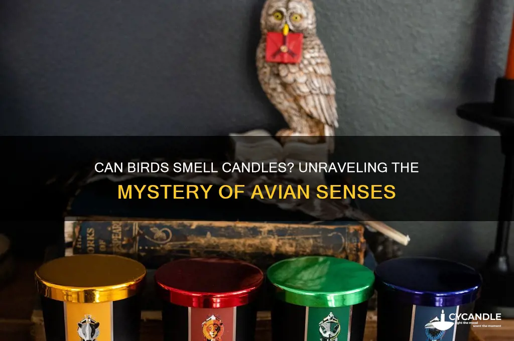 can birds smell candles