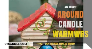 Can Birds Safely Be Around Candle Warmers? Facts and Tips