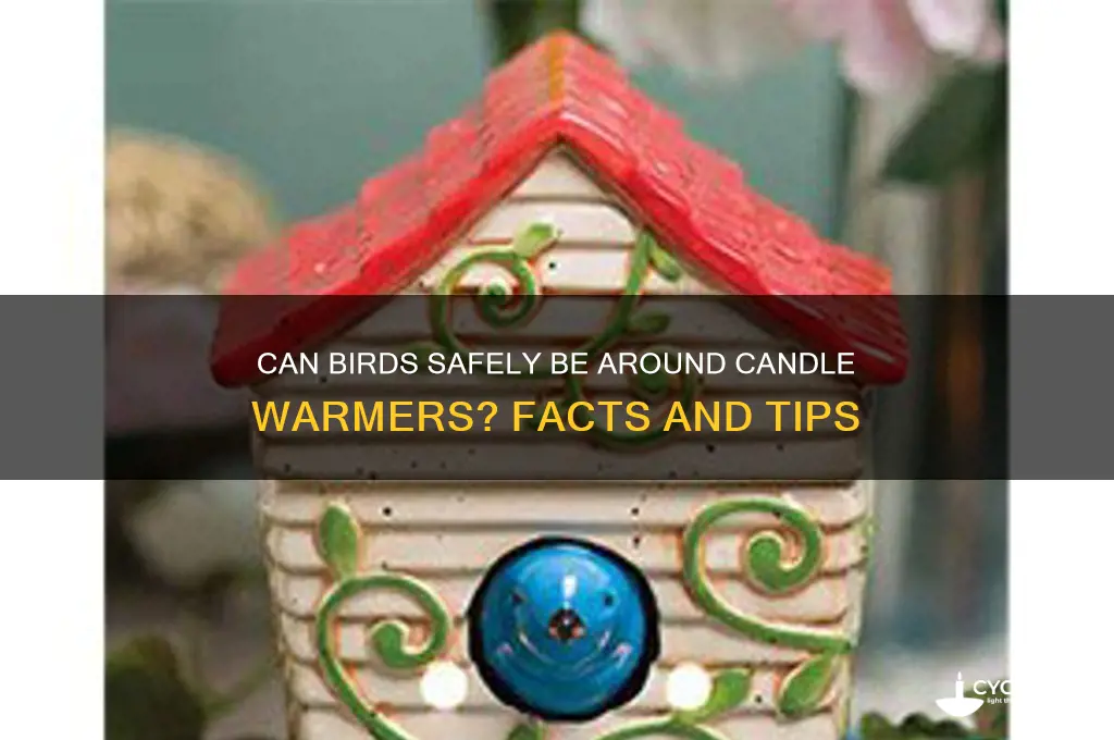 can birds ve around candle warmwrs