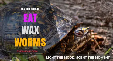Can Box Turtles Eat Wax Worms? A Safe Diet Guide