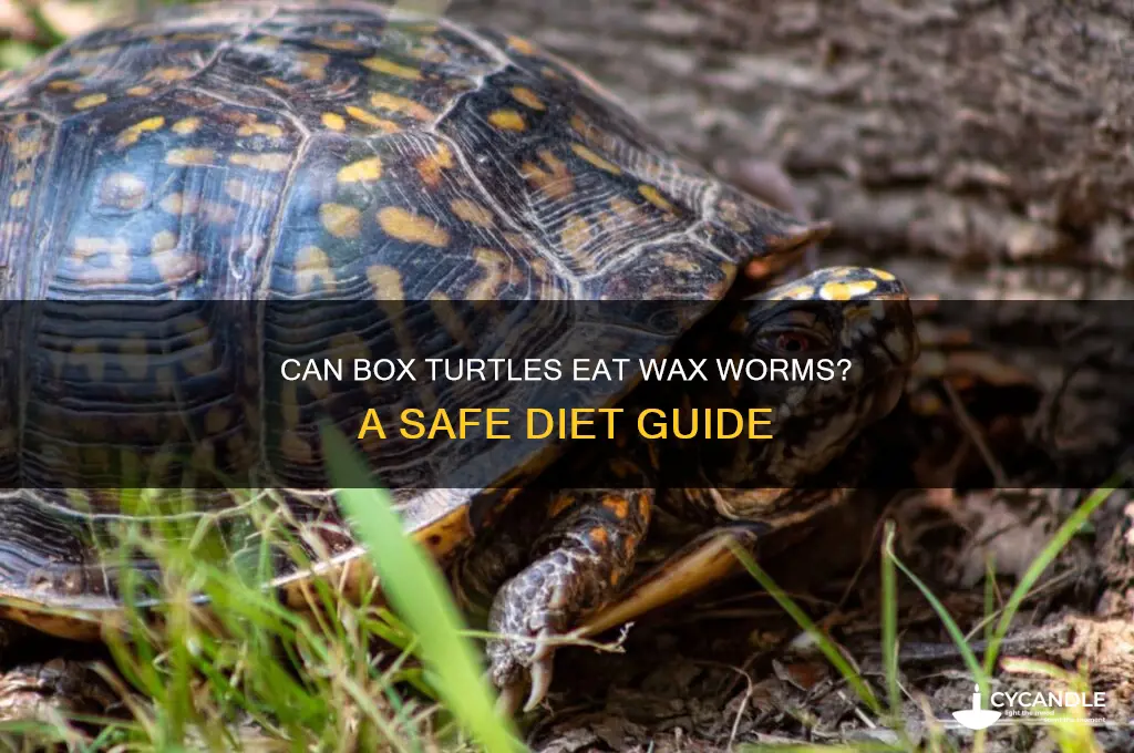 can box turtles eat wax worms