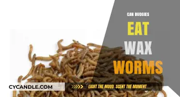 Can Budgies Eat Wax Worms? A Safe Diet Guide