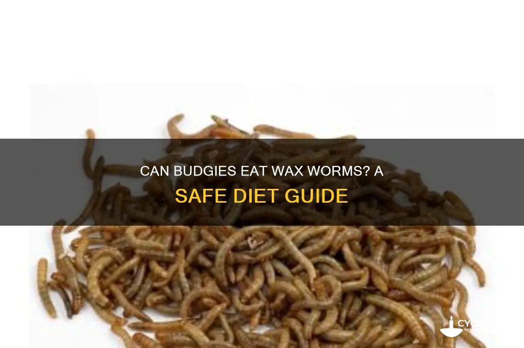 can budgies eat wax worms