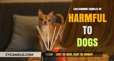 Are Burning Candles Harmful to Dogs? What Pet Owners Should Know