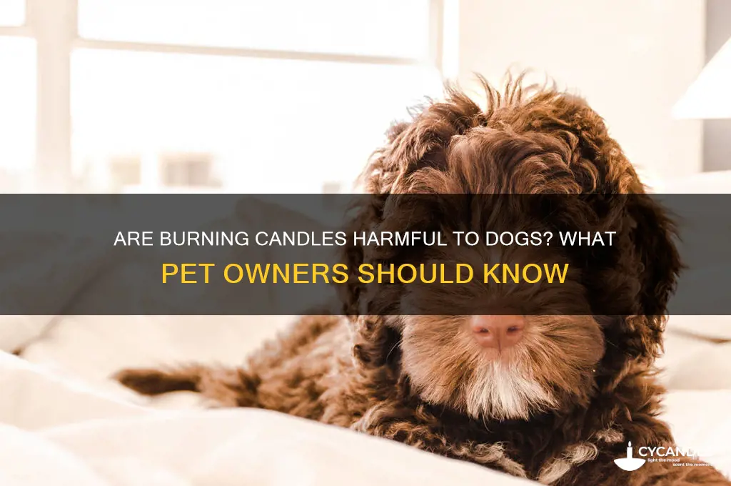 can burning candles be harmful to dogs