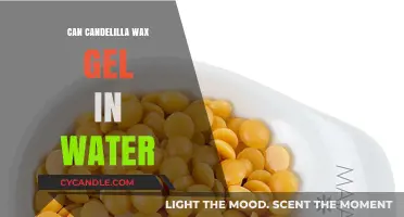 Can Candelilla Wax Gel in Water? Exploring Its Solubility and Uses