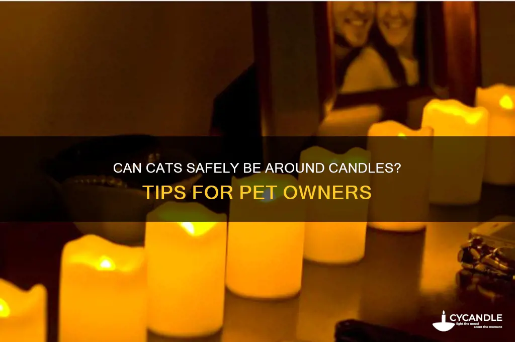 can candle cat