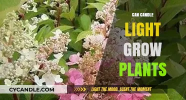 Can Candlelight Nurture Plant Growth? Exploring the Science Behind It