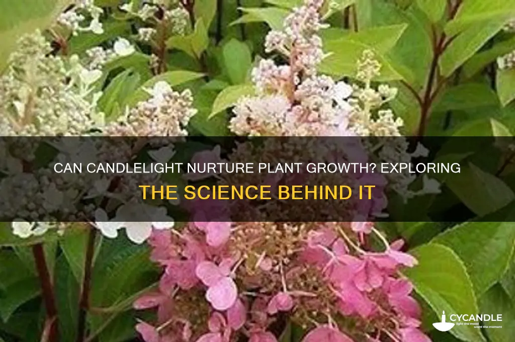 can candle light grow plants