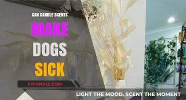 Can Candle Scents Harm Dogs? Understanding Pet Safety and Aromas