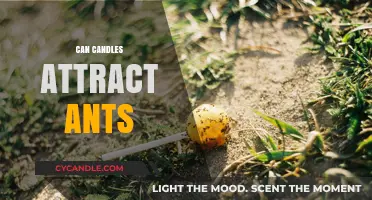Do Candles Attract Ants? Surprising Facts and Prevention Tips