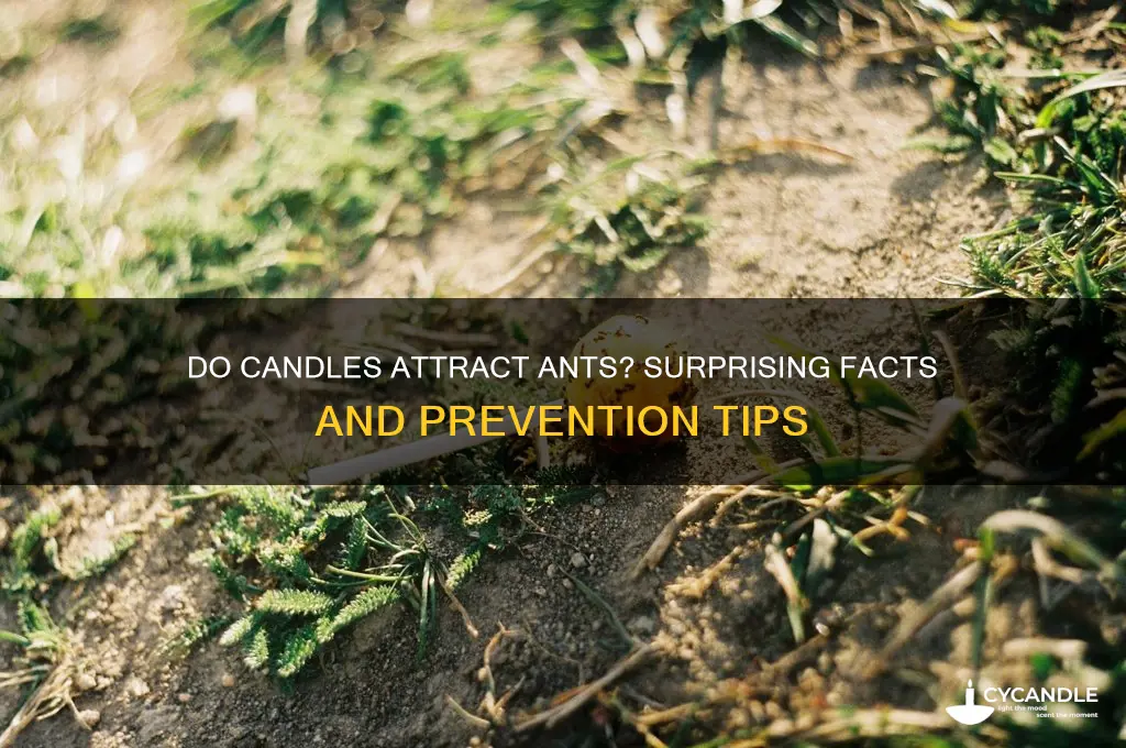 can candles attract ants