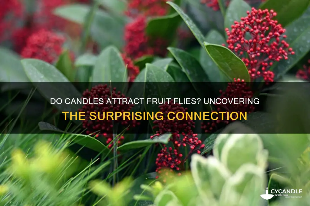 can candles attract fruit flies