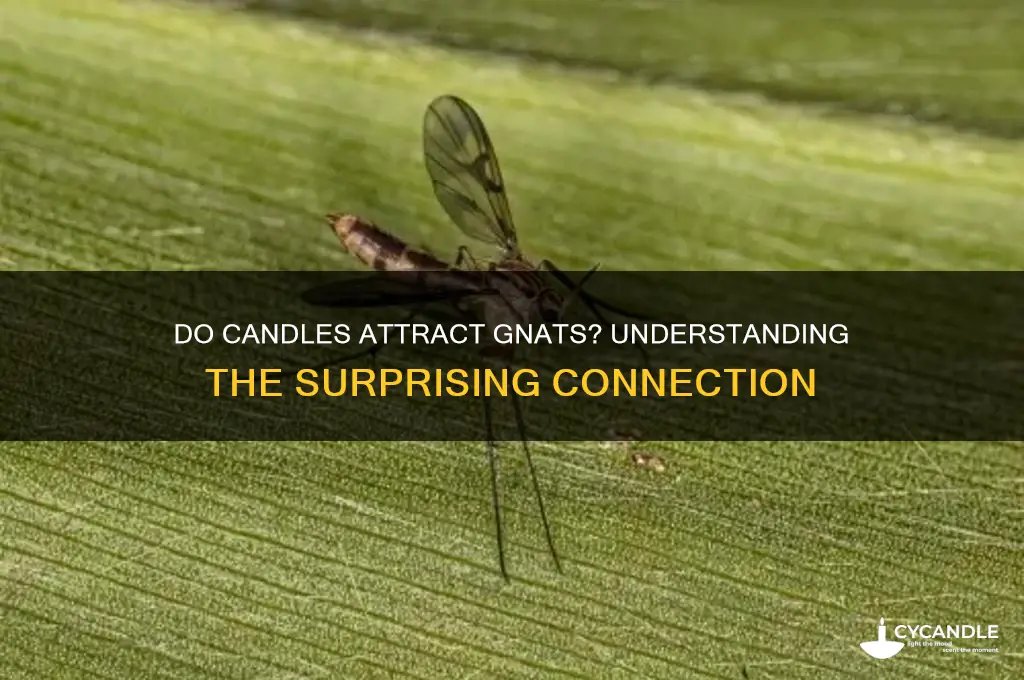 can candles attract gnats
