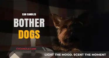 Can Candles Irritate Dogs? Understanding Pet Safety and Aromas