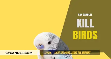 Can Candles Harm Birds? Understanding the Hidden Dangers