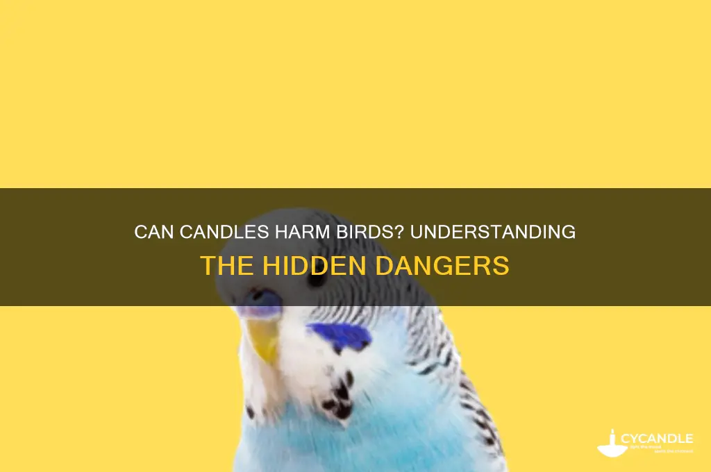 can candles kill birds
