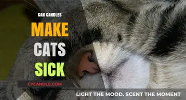 Can Candles Harm Cats? Understanding the Risks for Feline Health