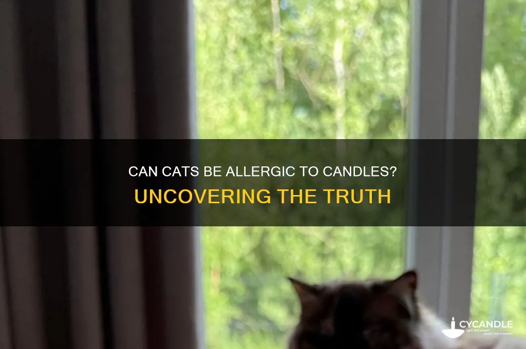 can cats be allergic to candles