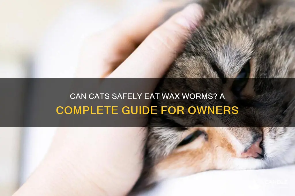can cats eat wax worms