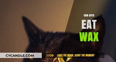 Wax on, Wax off: Is It Safe for Your Feline Friend?
