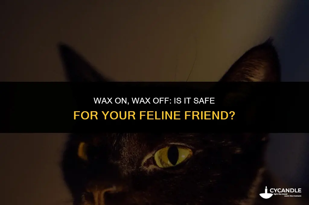can cats eat wax
