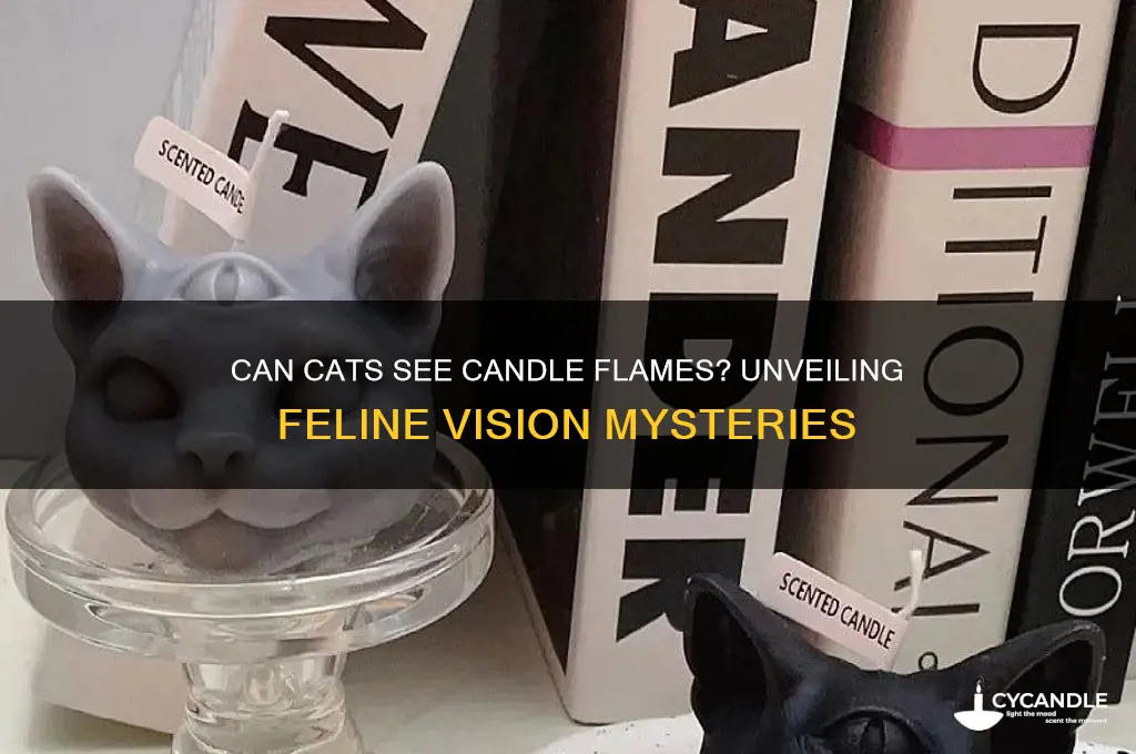 can cats see candle