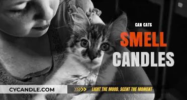 Can Cats Smell Candles? Exploring Feline Senses and Aromas