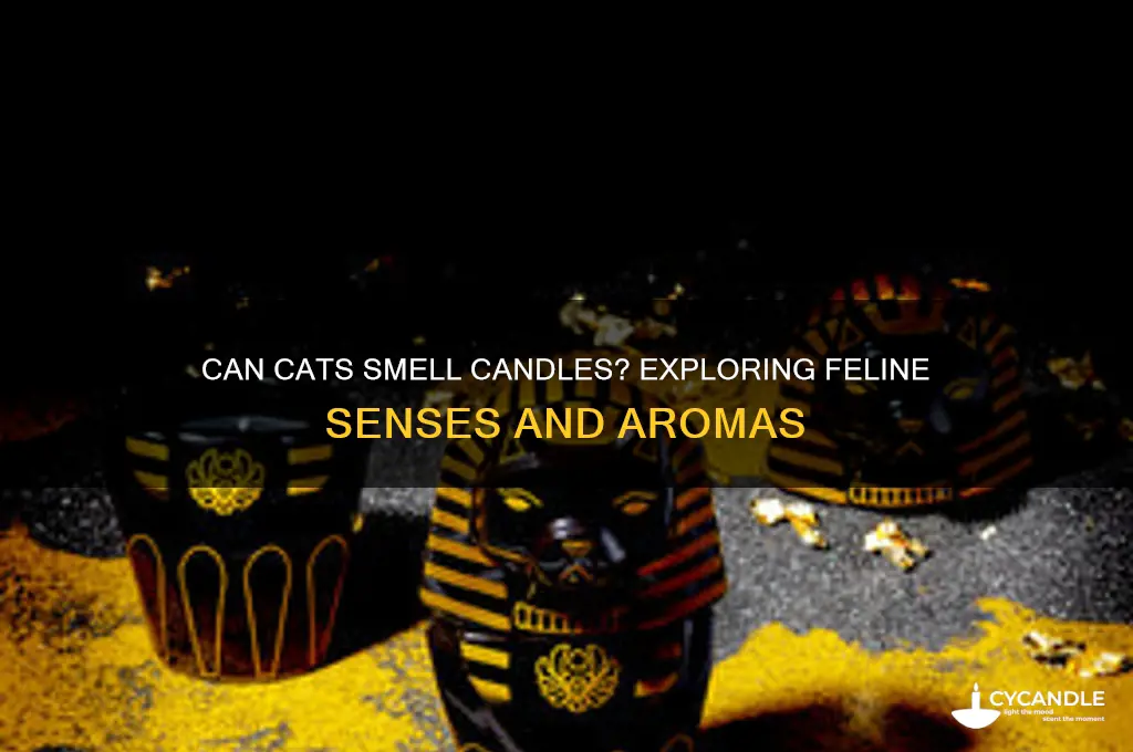can cats smell candles