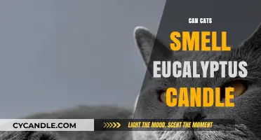 Can Cats Smell Eucalyptus Candles? Safety and Sensory Insights