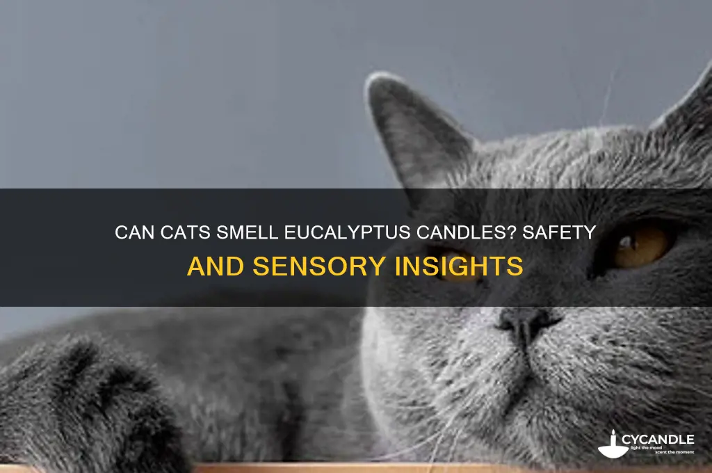 can cats smell eucalyptus candle