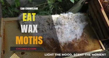 Can Chameleons Safely Eat Wax Moths? A Dietary Guide