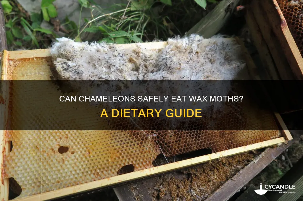 can chameleon eat wax moths