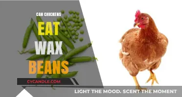 Can Chickens Eat Wax Beans? A Safe Feeding Guide