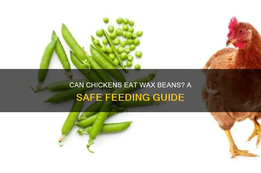 can chickens eat wax beans