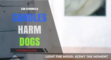 Citronella Candles and Dogs: Potential Risks and Safety Tips