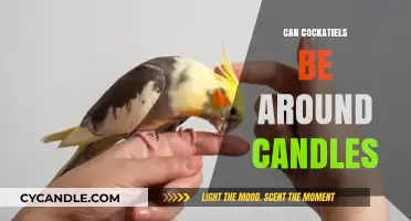 Cockatiels and Candles: Safe Practices for a Cozy Bird-Friendly Home