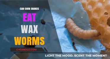 Can Corn Snakes Eat Wax Worms? A Safe Feeding Guide