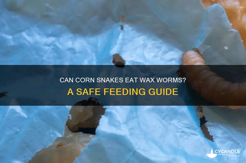 can corn snakes eat wax worms