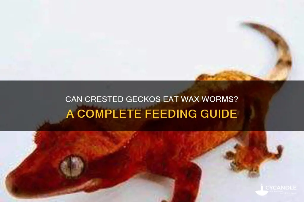 can crested geckos have wax worms